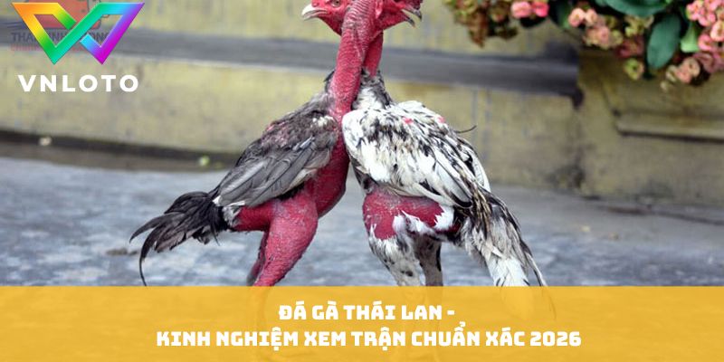 Đá gà Thái Lan thumb