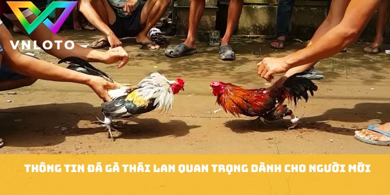 Thông tin đá gà thái lan quan trọng dành cho người mới